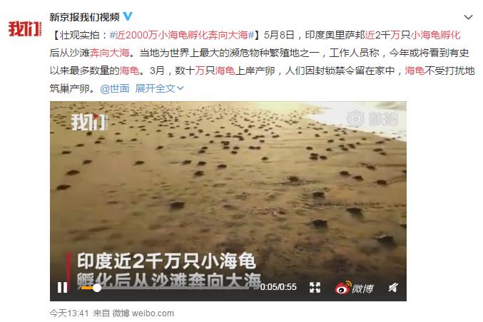 近2000萬小海龜孵化奔向大海 網友：這波龜龜趕上好時候了