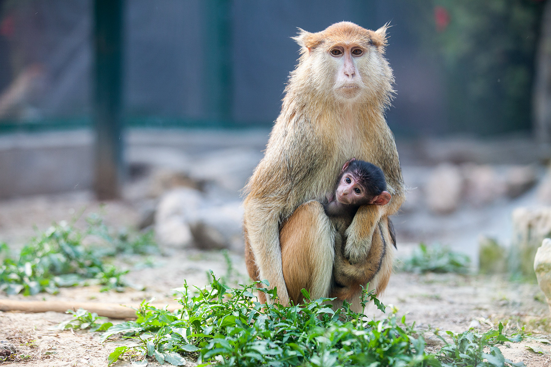 護士節的福利有點“可愛”！鄭州動物園新增一批“萌寵”更是吸睛 